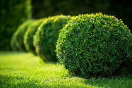 Topiary Sphere Form