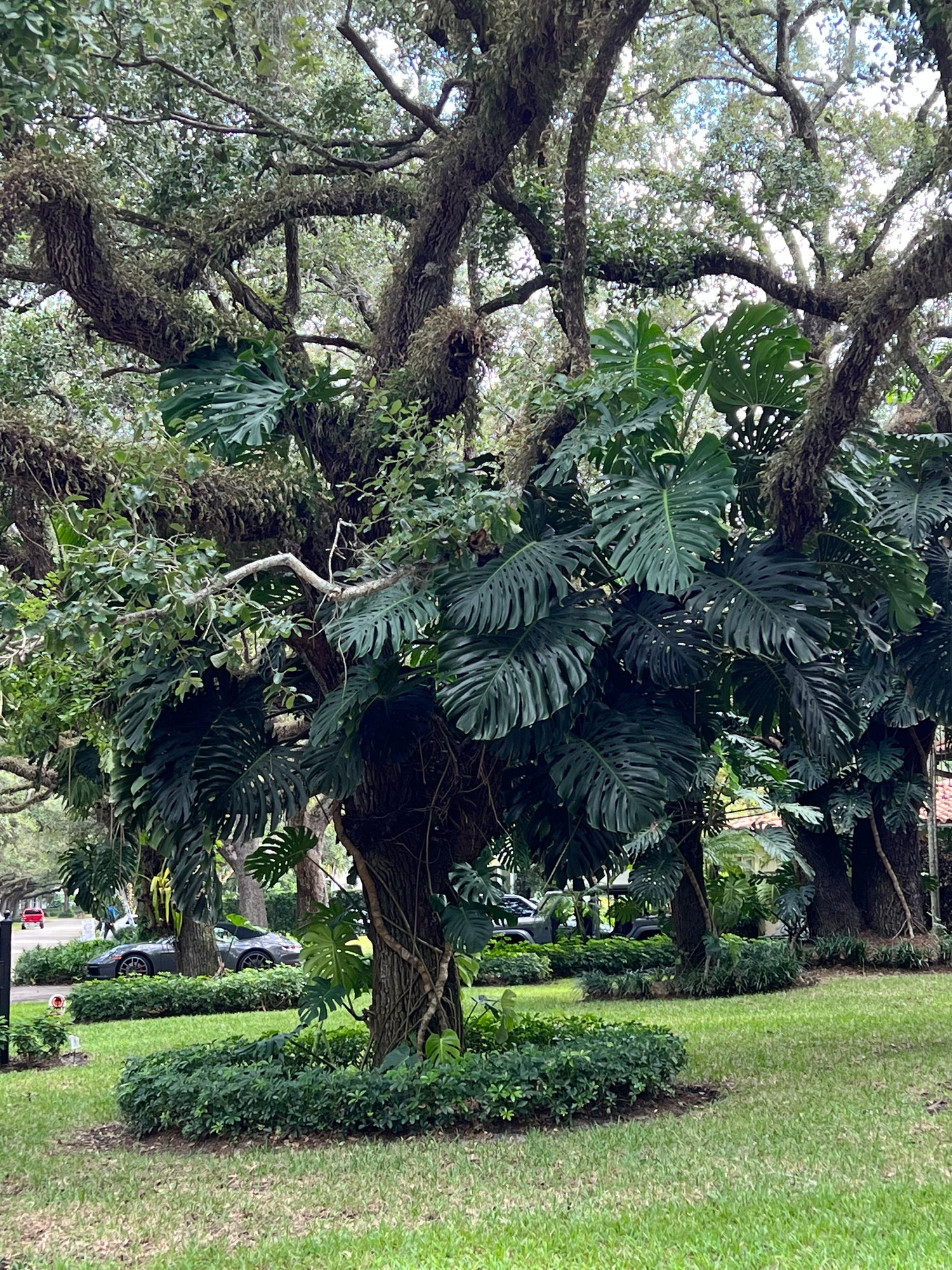 Mature Live Oak Tree in Ground
