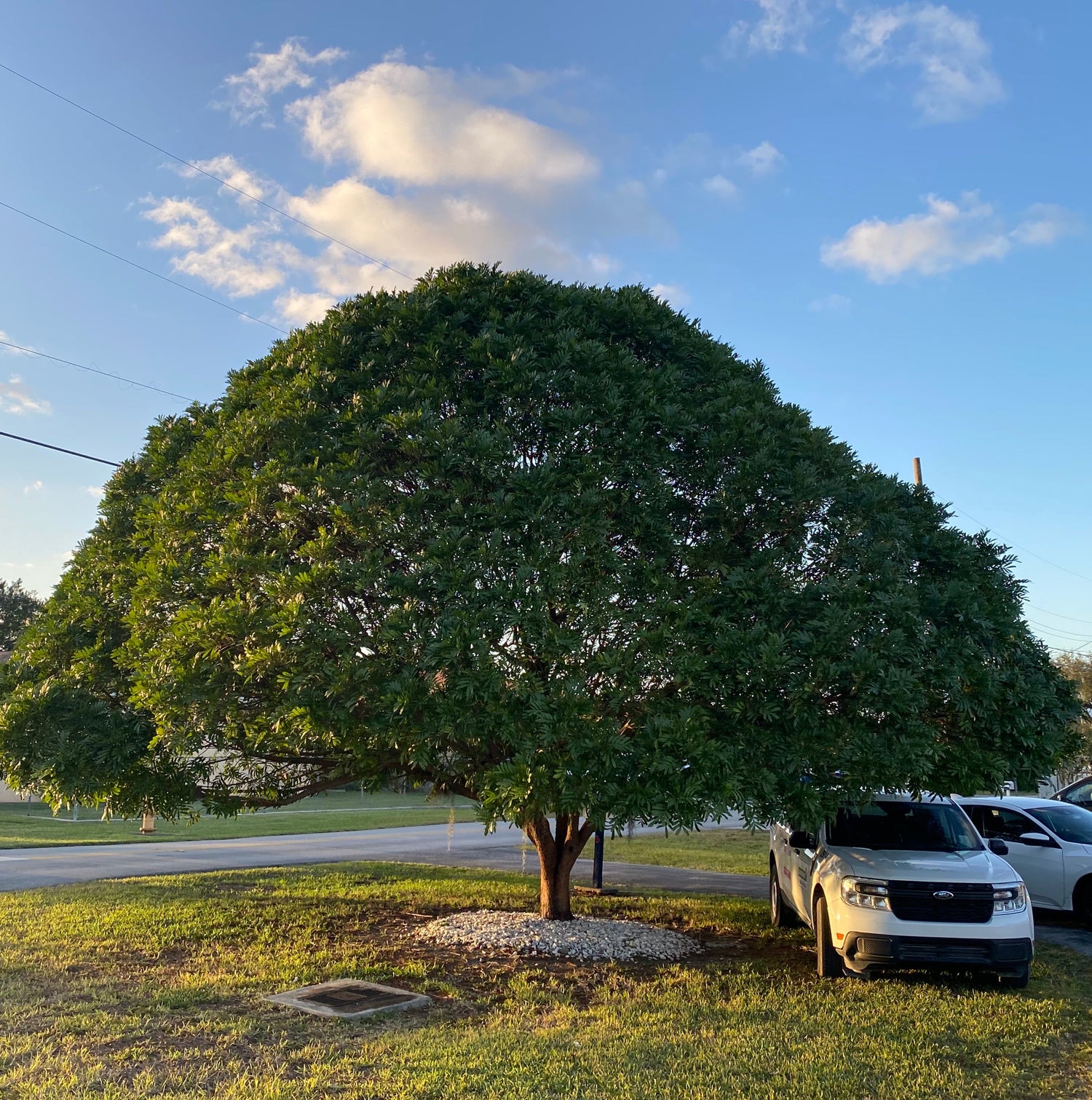 Japanese Fern Tree Mature in Home Garden