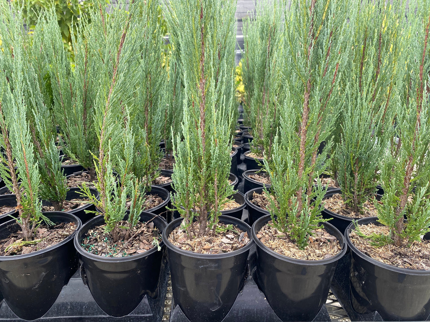 Juniper Bundle
