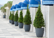 Topiary Cone Pyramid Form