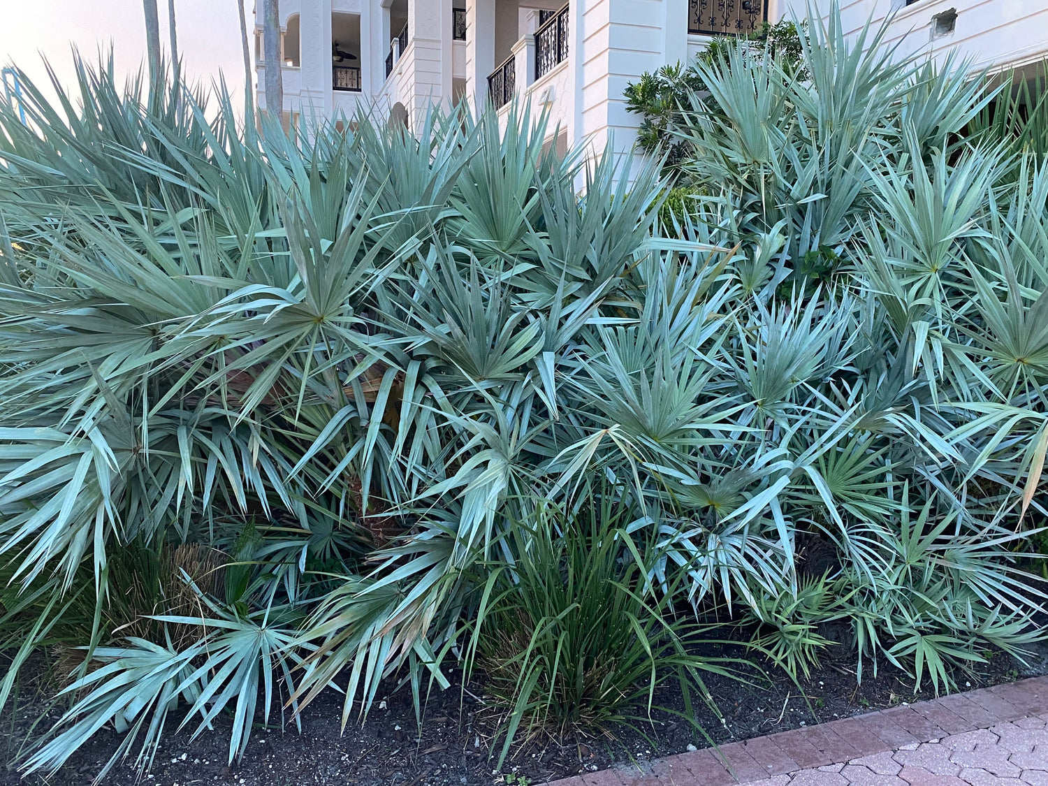 Palm Saw Palmetto Silver in Landscape