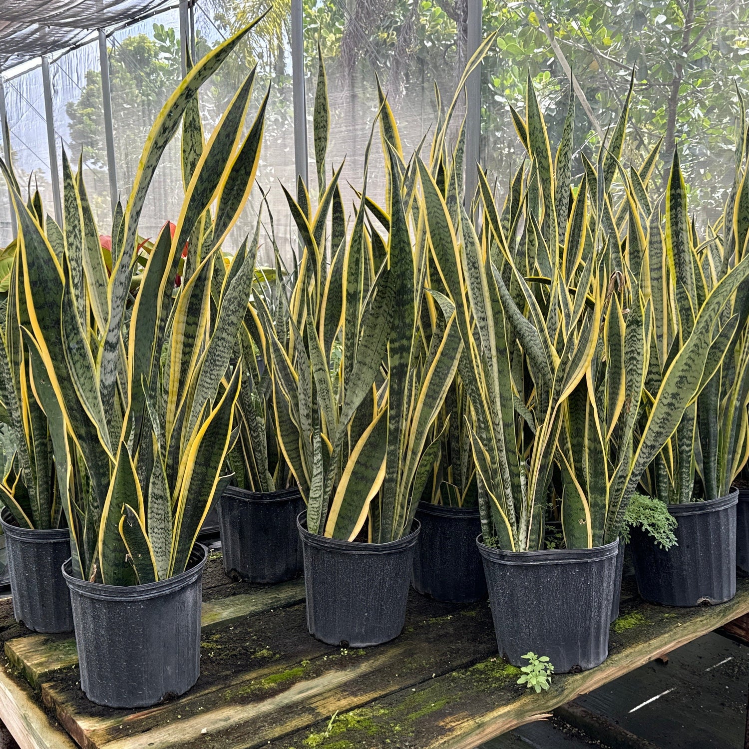 A group of variegated snake plants in black plastic pots arranged on a wooden table inside a greenhouse.