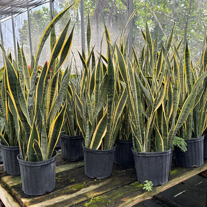 A group of variegated snake plants in black plastic pots arranged on a wooden table inside a greenhouse.