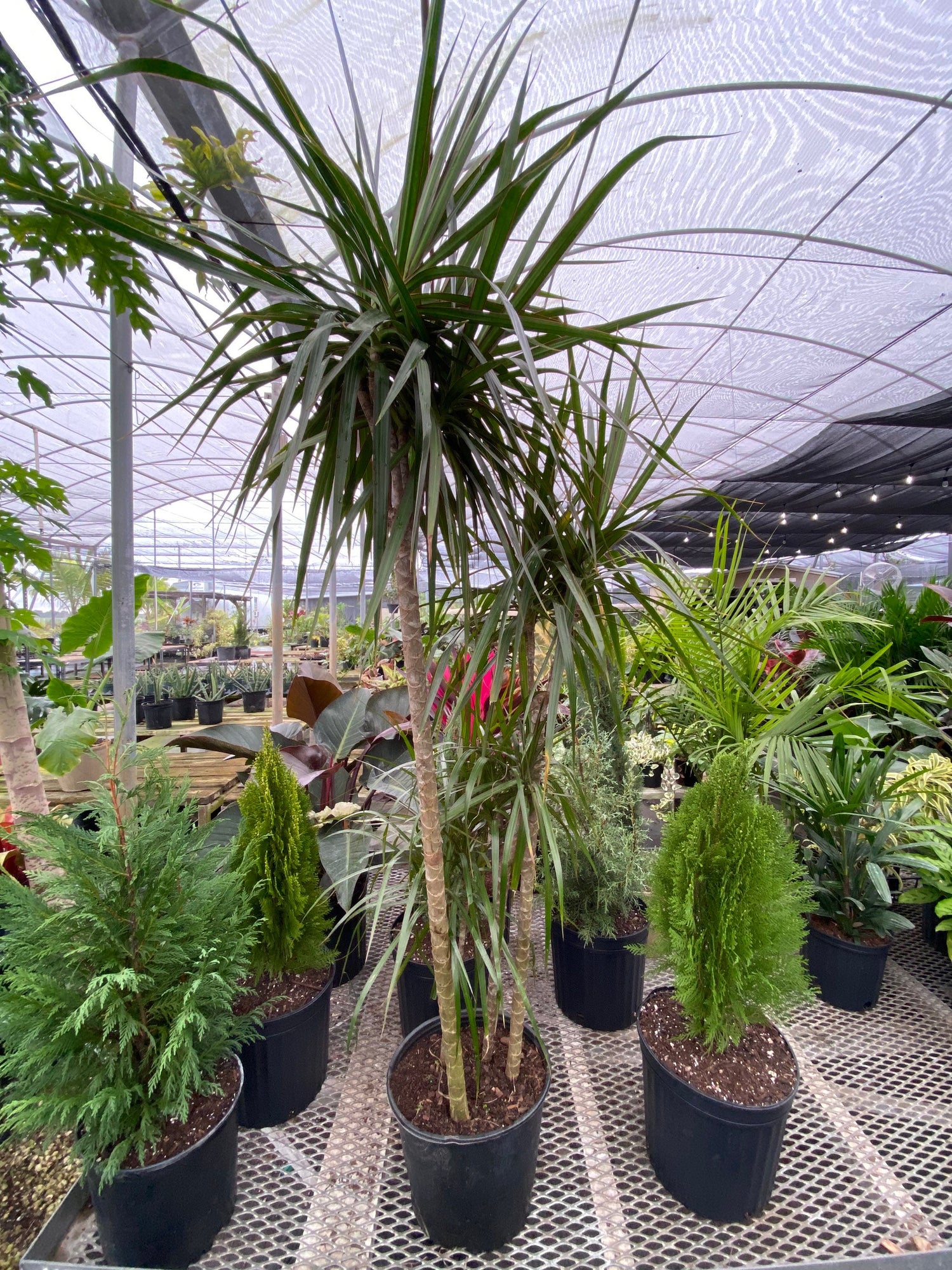 dracaena rainbow tree Dracaena Dragon Tree Green, Tree Form