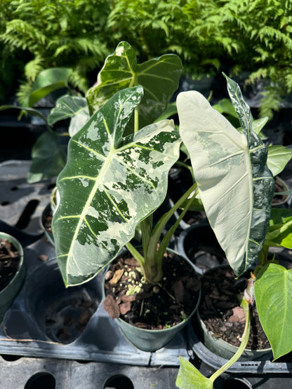 dark green white veins elephant ear plant Alocasia Frydek Variegated