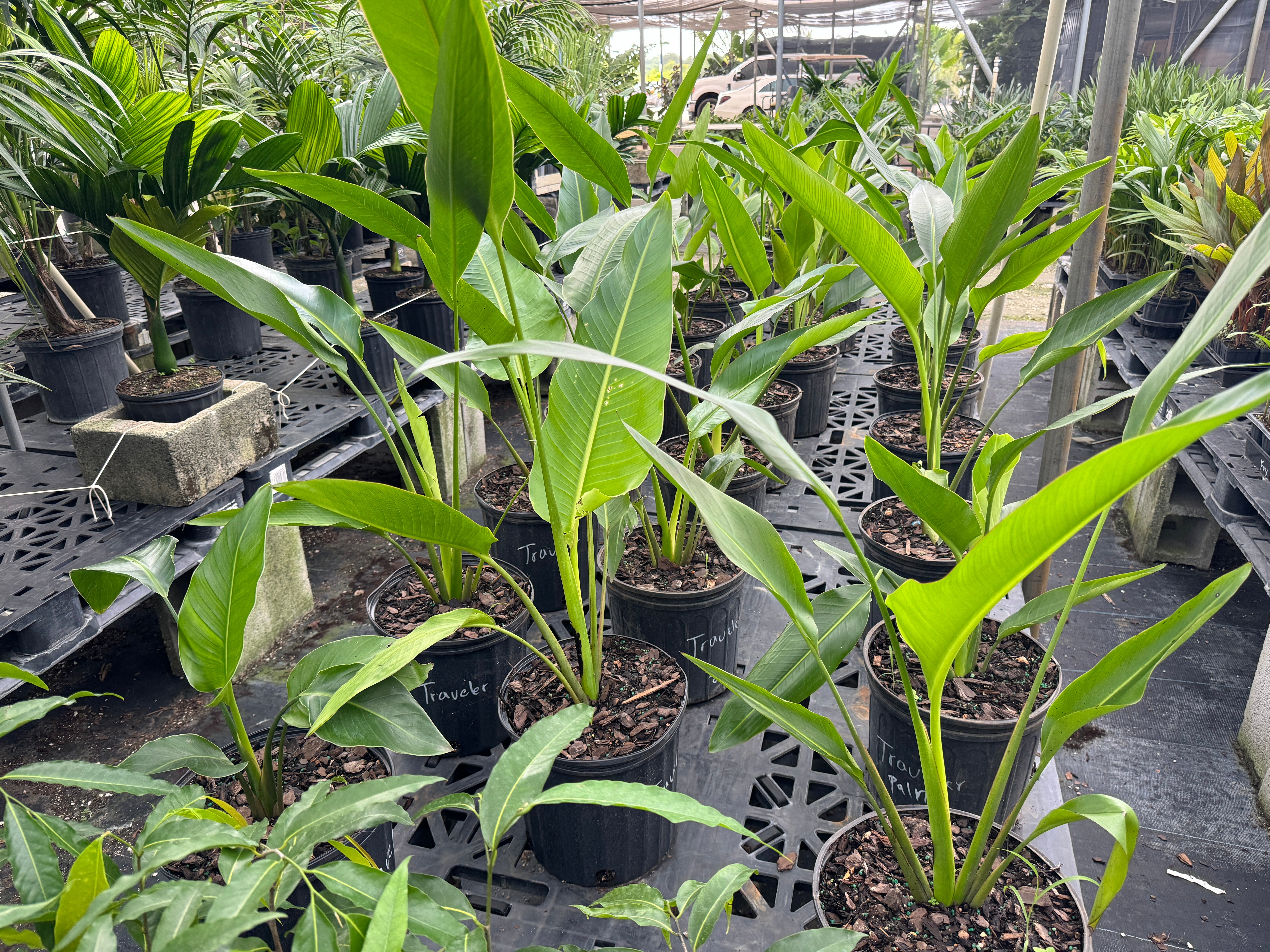 Kaitlyn Quiet Night × Travelers Palm/M Buy The Travelers Palm Tree, Ravenala Madagascariensis | Eureka Farms