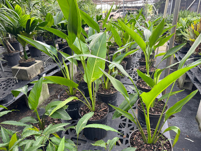 Travelers Palm Tree, Ravenala Madagascariensis