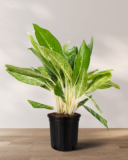 aglaonema with white stems Aglaonema Golden Madonna Chinese Evergreen