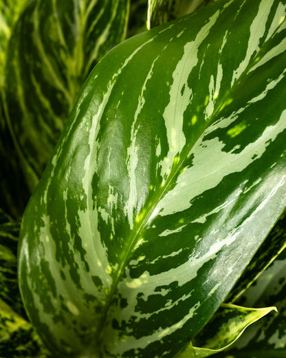 aglaonema varieties with names and price Aglaonema Golden Madonna Chinese Evergreen