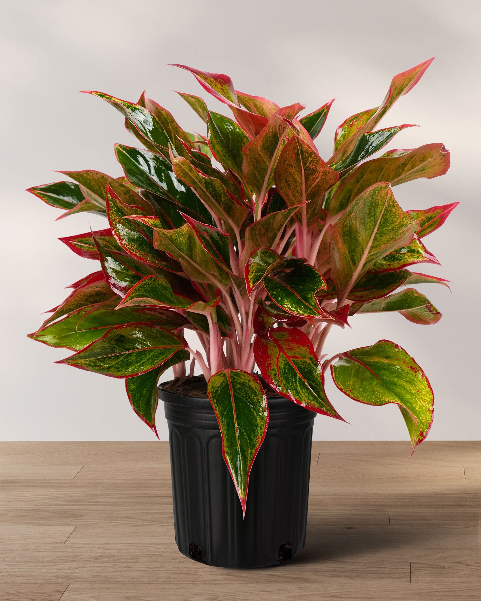 chinese evergreen indoor plant Aglaonema Siam Red Aurora, Chinese Evergreen