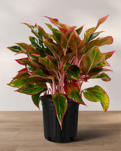 aglaonema red elephant leaf Buy Aglaonema Siam Red Aurora