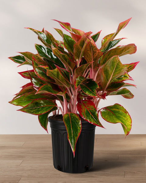 01_AGLAONEMA_SIAM_RED_01_grand