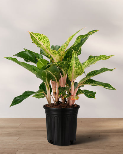 aglaonema pink sparkling sarah care Aglaonema Sparklin Sara, Chinese Evergreen