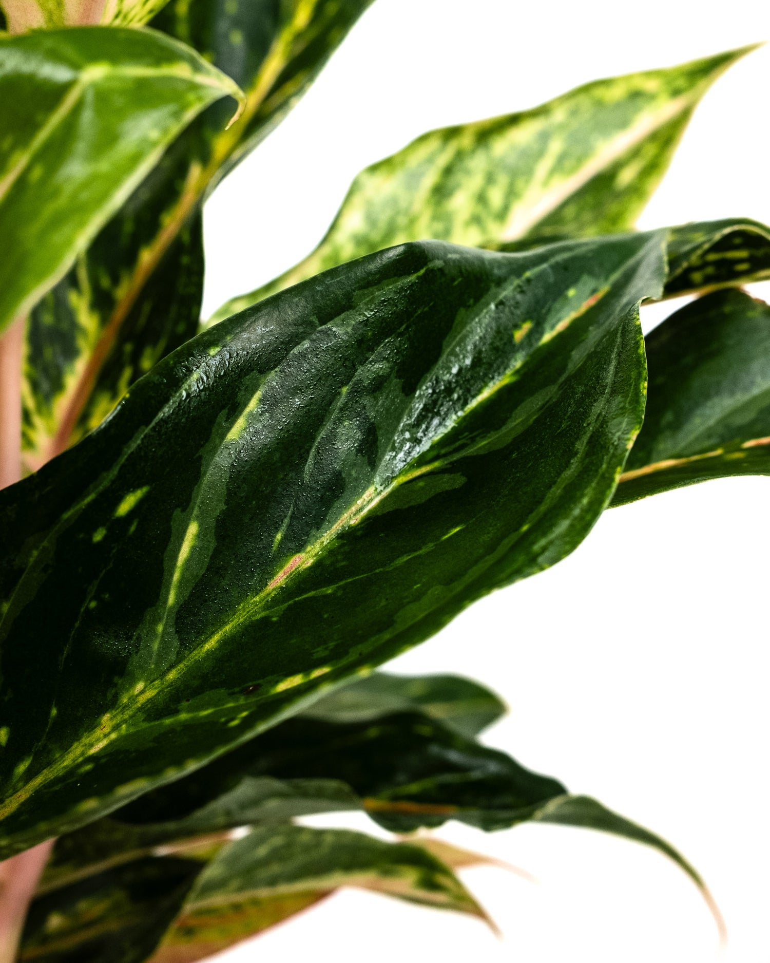 Aglaonema Sparklin Sara, Chinese Evergreen