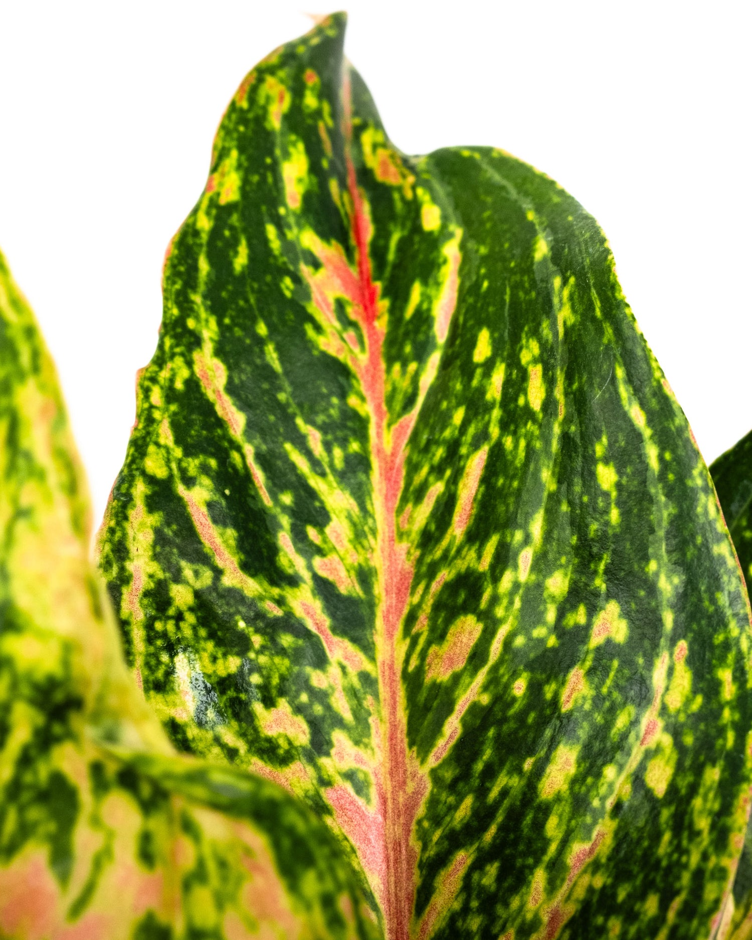Aglaonema Sparklin Sara, Chinese Evergreen