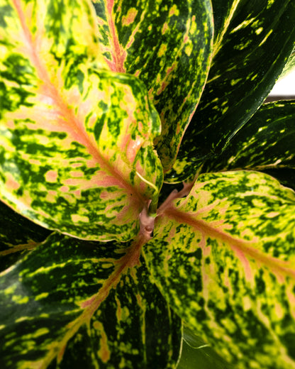 Aglaonema Sparklin Sara, Chinese Evergreen