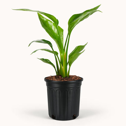 leaves of Bird of Paradise White, Strelitzia Nicolai in a black pot