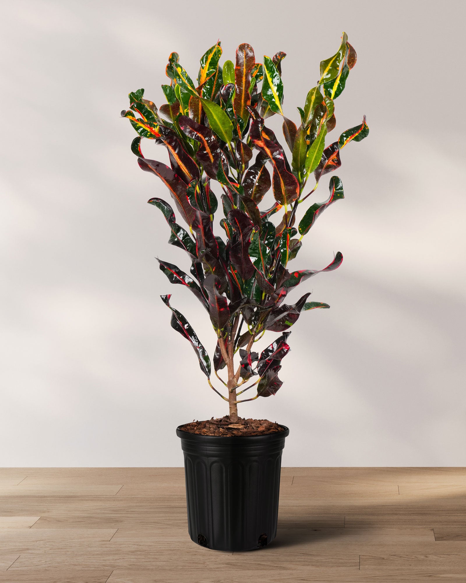 red plant indoor Croton Mammy Red, Mammey Live Tropical Plant Indoor or Outdoor