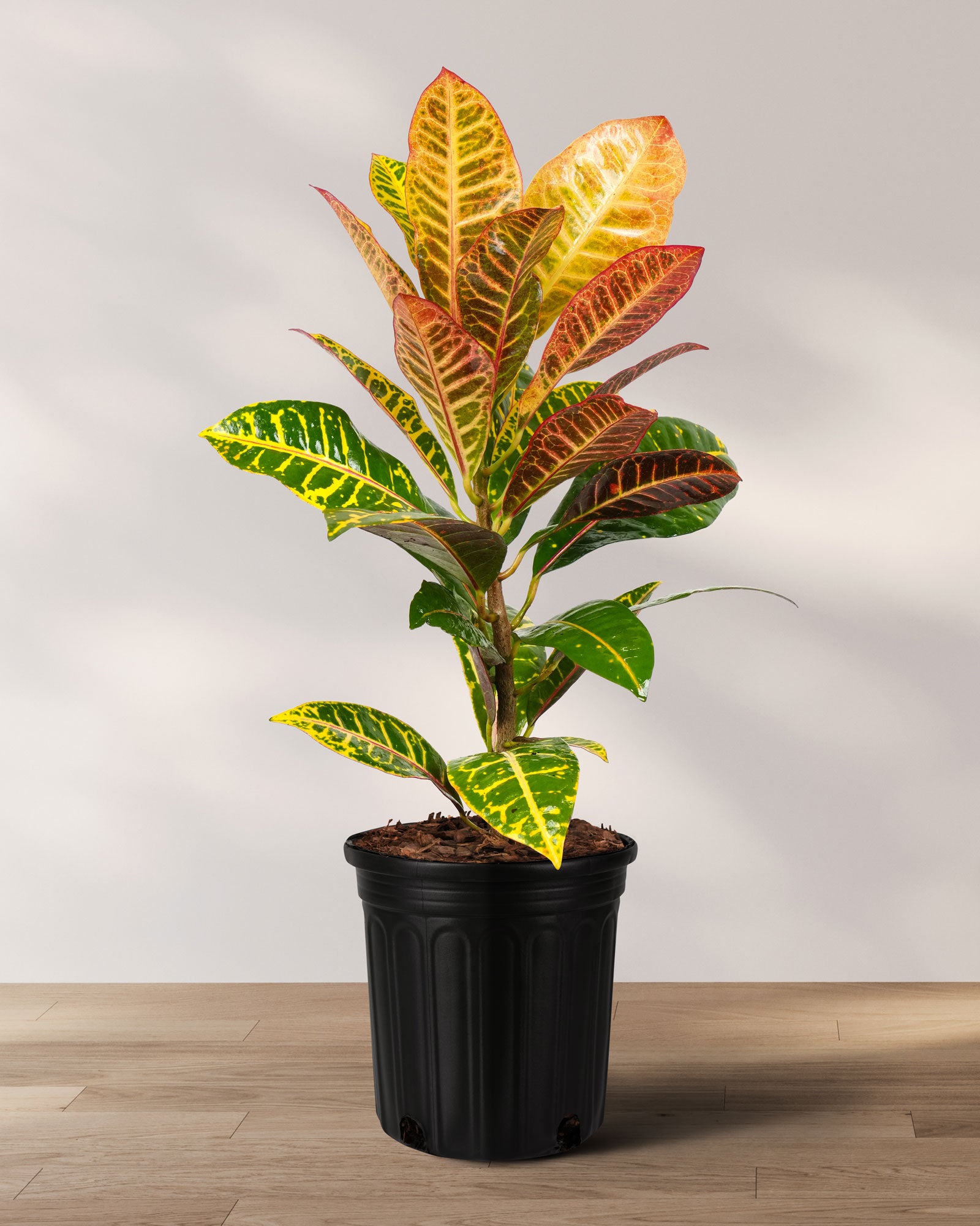 is croton an indoor plant Croton Petra, Codiaeum Variegatum, Live Indoor Plant