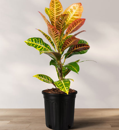 indoor plants cheap price Buy Croton Petra, Codiaeum Variegatum