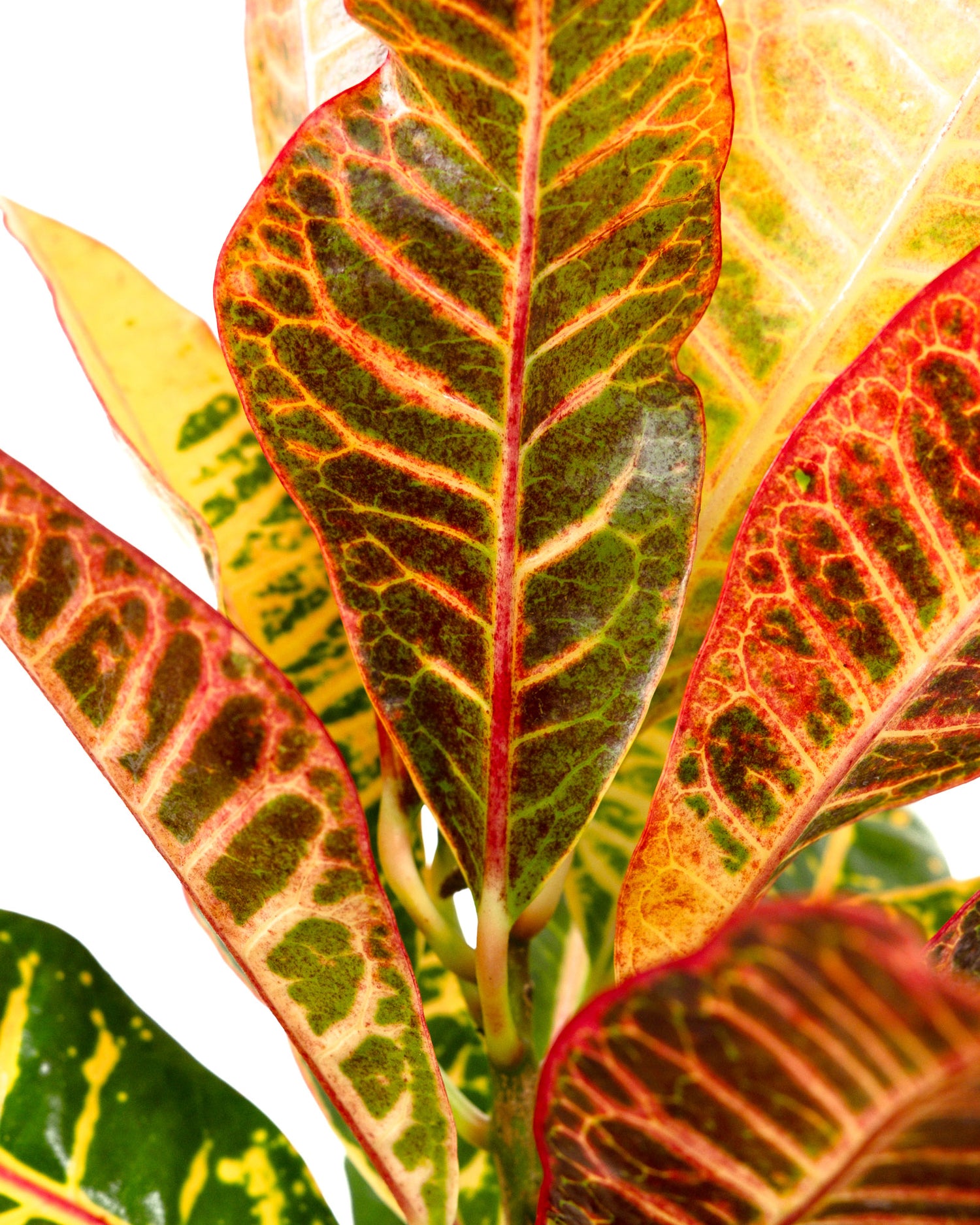 Croton Petra, Codiaeum Variegatum, Live Indoor Plant