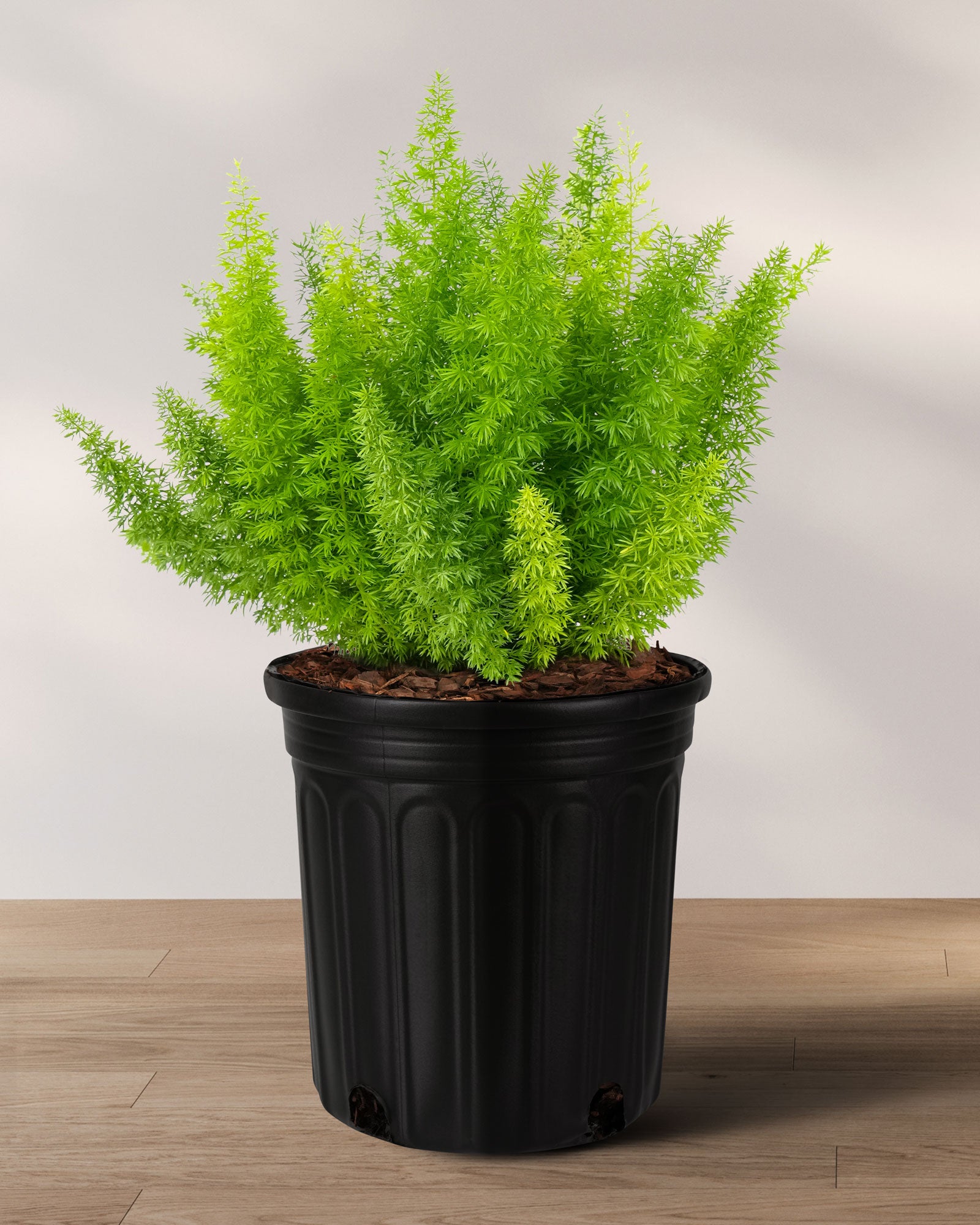 foxtail hanging plant Foxtail Fern, Asparagus Fern