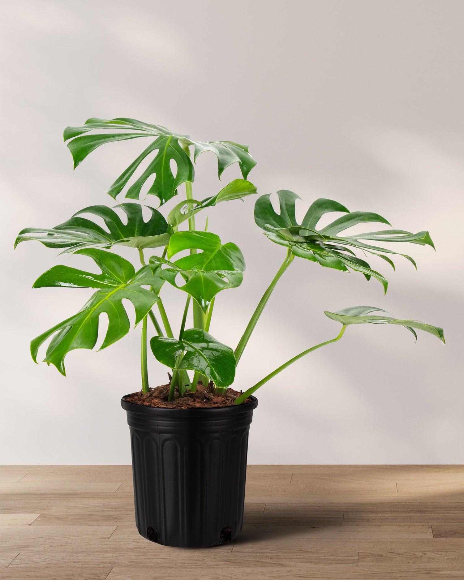 Monstera Deliciosa, Swiss Cheese