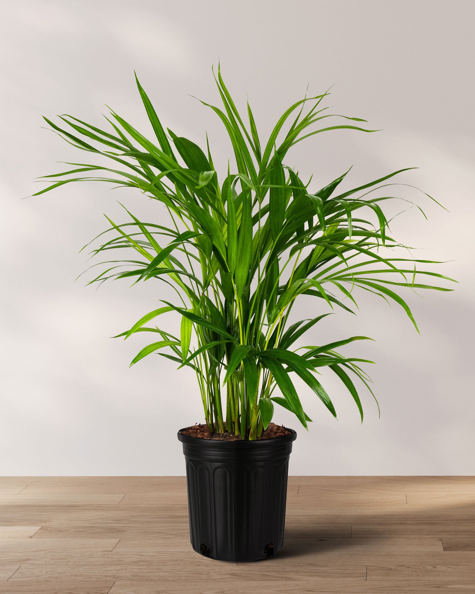 Areca Palm, Golden Cane, Dypsis Lutescens