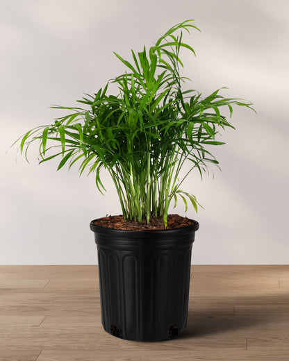Palm Parlor Neanthe Bella Palm, Live Plant Indoor Air Purifier