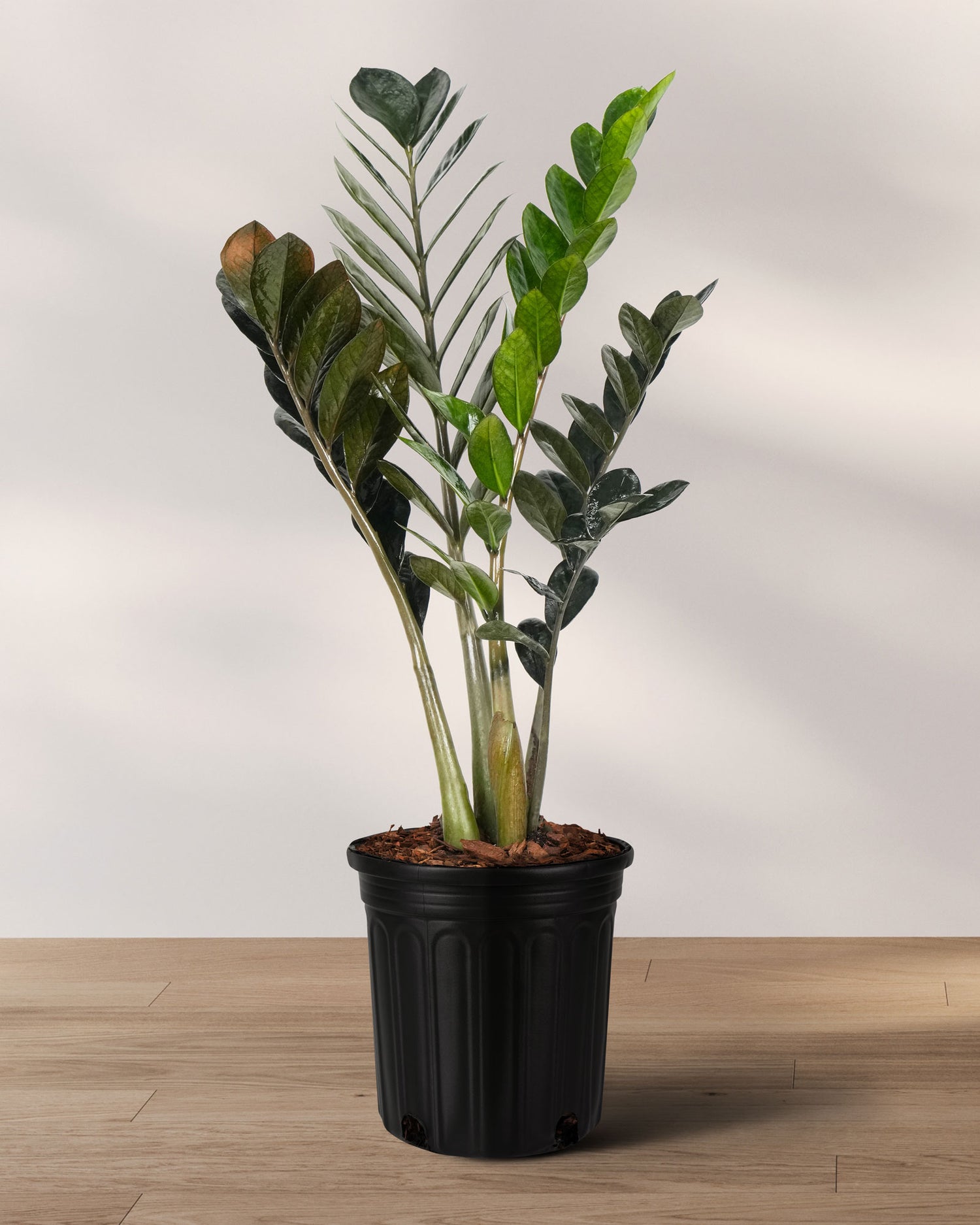 ZZ Plant Black Raven, Live Indoor Plant