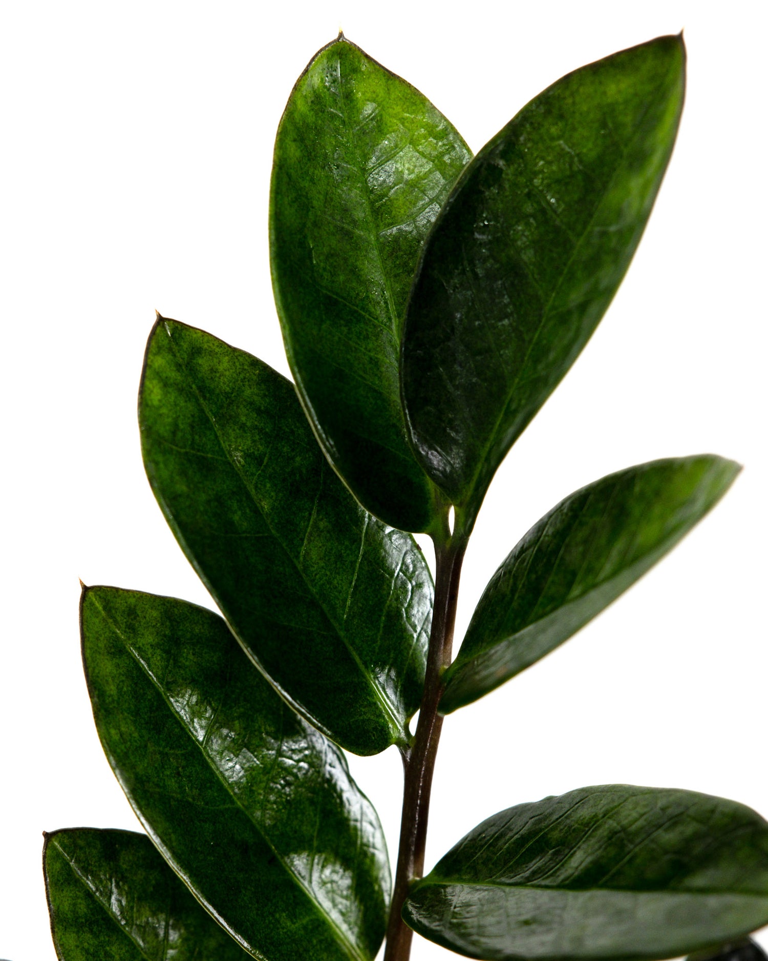 ZZ Plant Black Raven, Live Indoor Plant