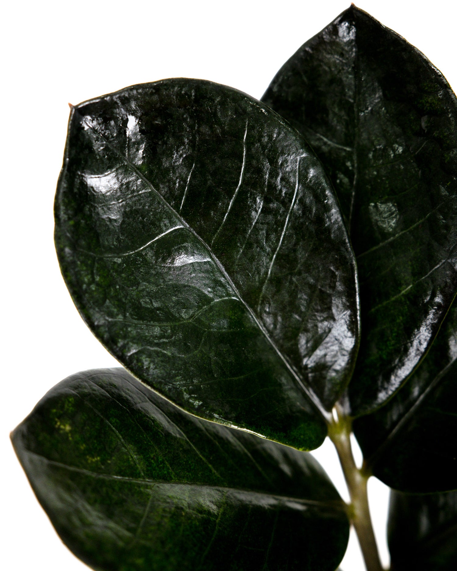 ZZ Plant Black Raven, Live Indoor Plant