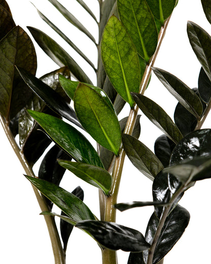 ZZ Plant Black Raven, Live Indoor Plant