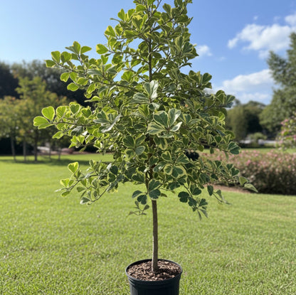 Ficus Triangularis Tree Form Single Stem, Variegated Tree