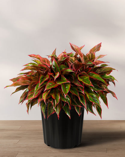 plant red aglaonema Buy Aglaonema Siam Red Aurora