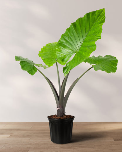 purple elephant ear plant indoor Alocasia Black Stem, Elephant Ears, Live Tropical Plant