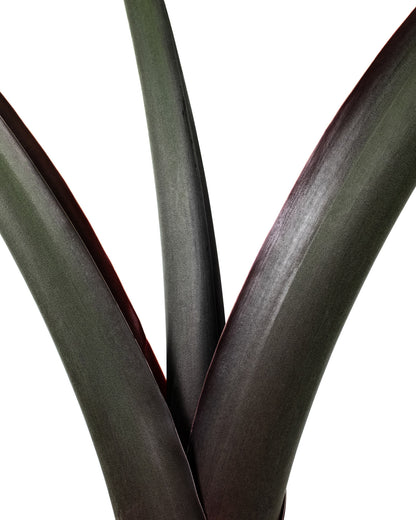 alocasia black stem elephant ear plant Buy Alocasia Black Stem, Elephant Ears
