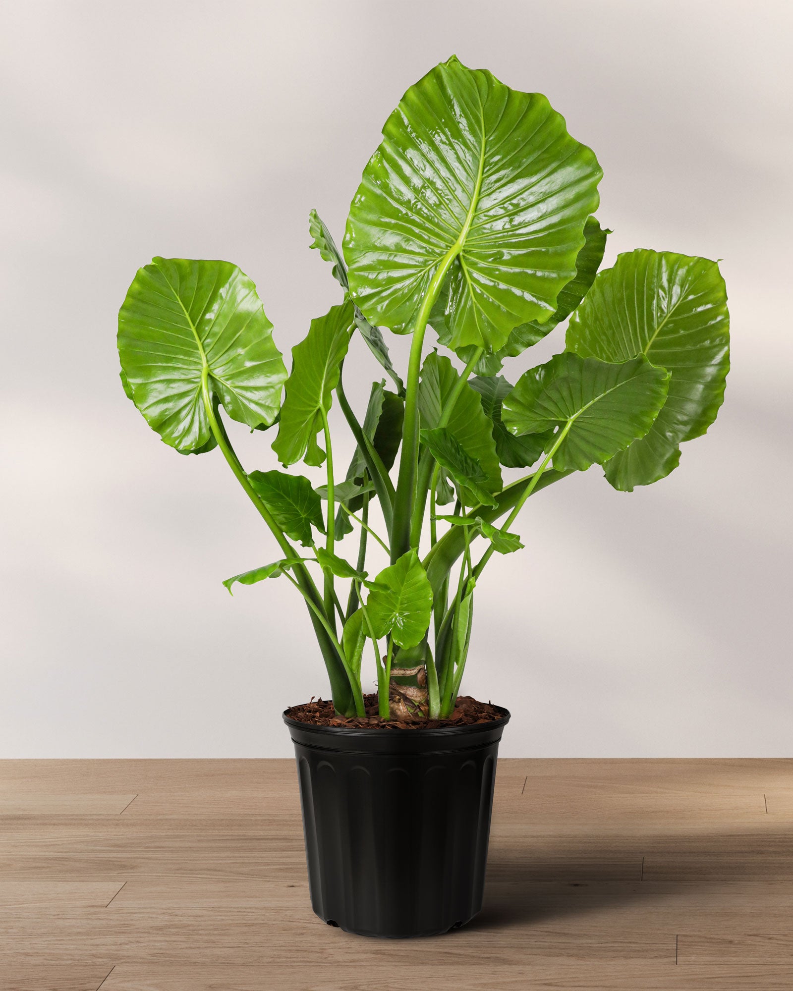 indoor elephant ear philodendron Alocasia California Odora, Elephant Ears