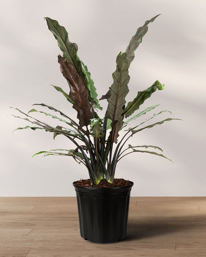 indoor plant with dark purple leaves Alocasia Lauterbachiana, Purple Sword Tree