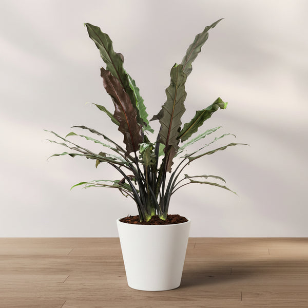 Aurantia Alocasia Lauterbachiana, Purple Sword Tree | Eureka Farms