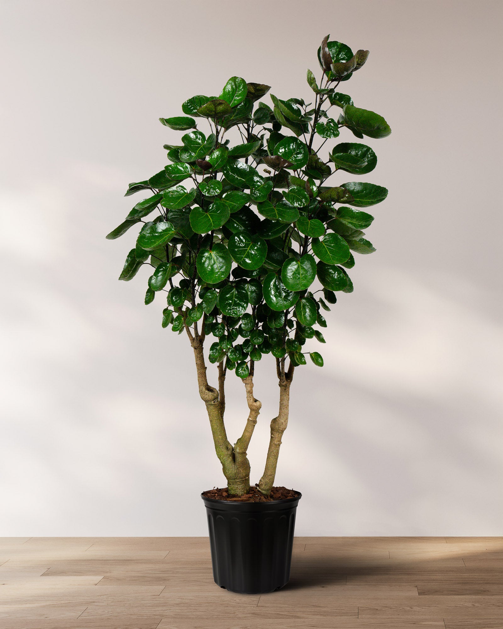 Aralia Fabian, Polyscias Scutellaria