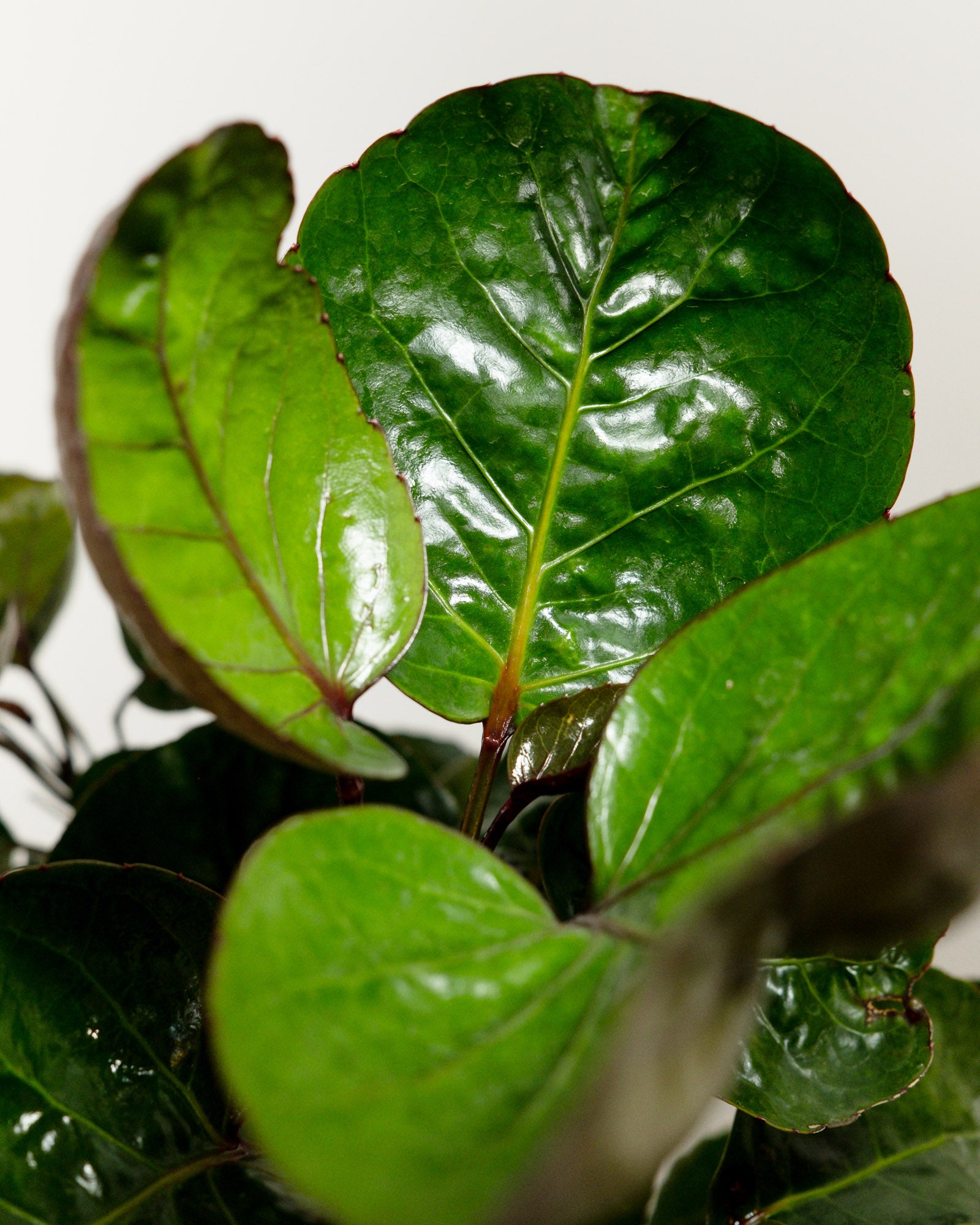 Aralia Fabian, Polyscias Scutellaria