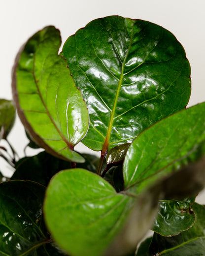 Aralia Fabian, Polyscias Scutellaria