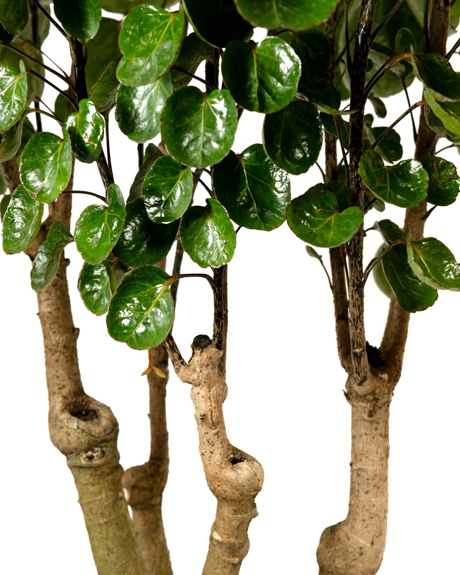 Aralia Fabian, Polyscias Scutellaria