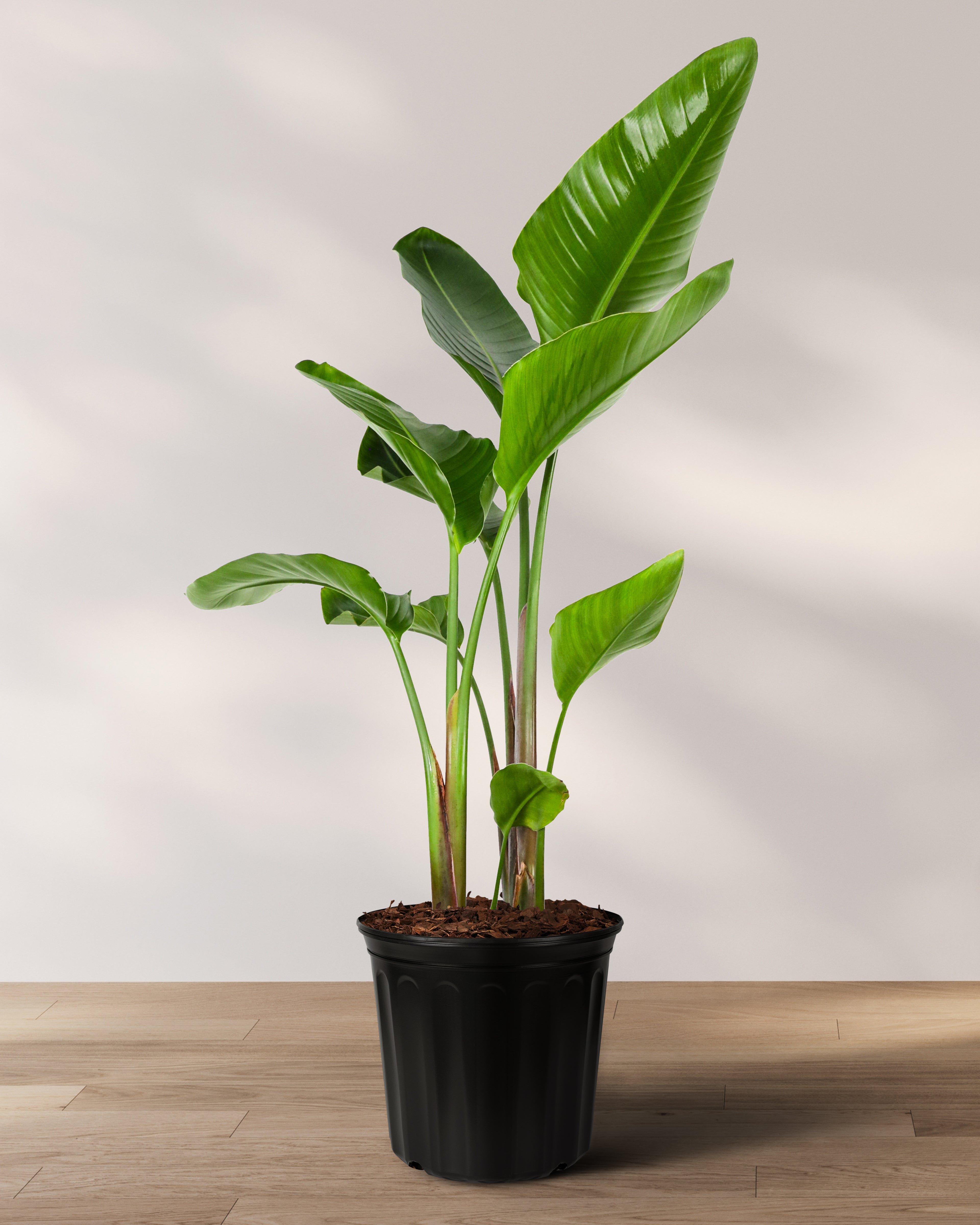 Bird of Paradise White, Strelitzia Nicolai