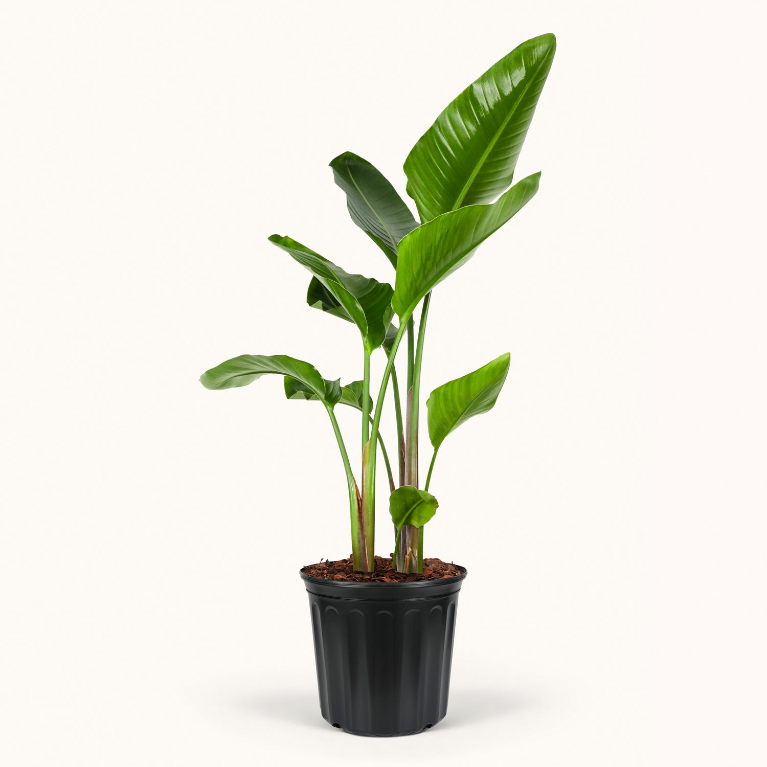 front view of leaves of Bird of Paradise White, Strelitzia Nicolai in black pot