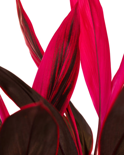 Cordyline Red Sensation, Good Luck Plant