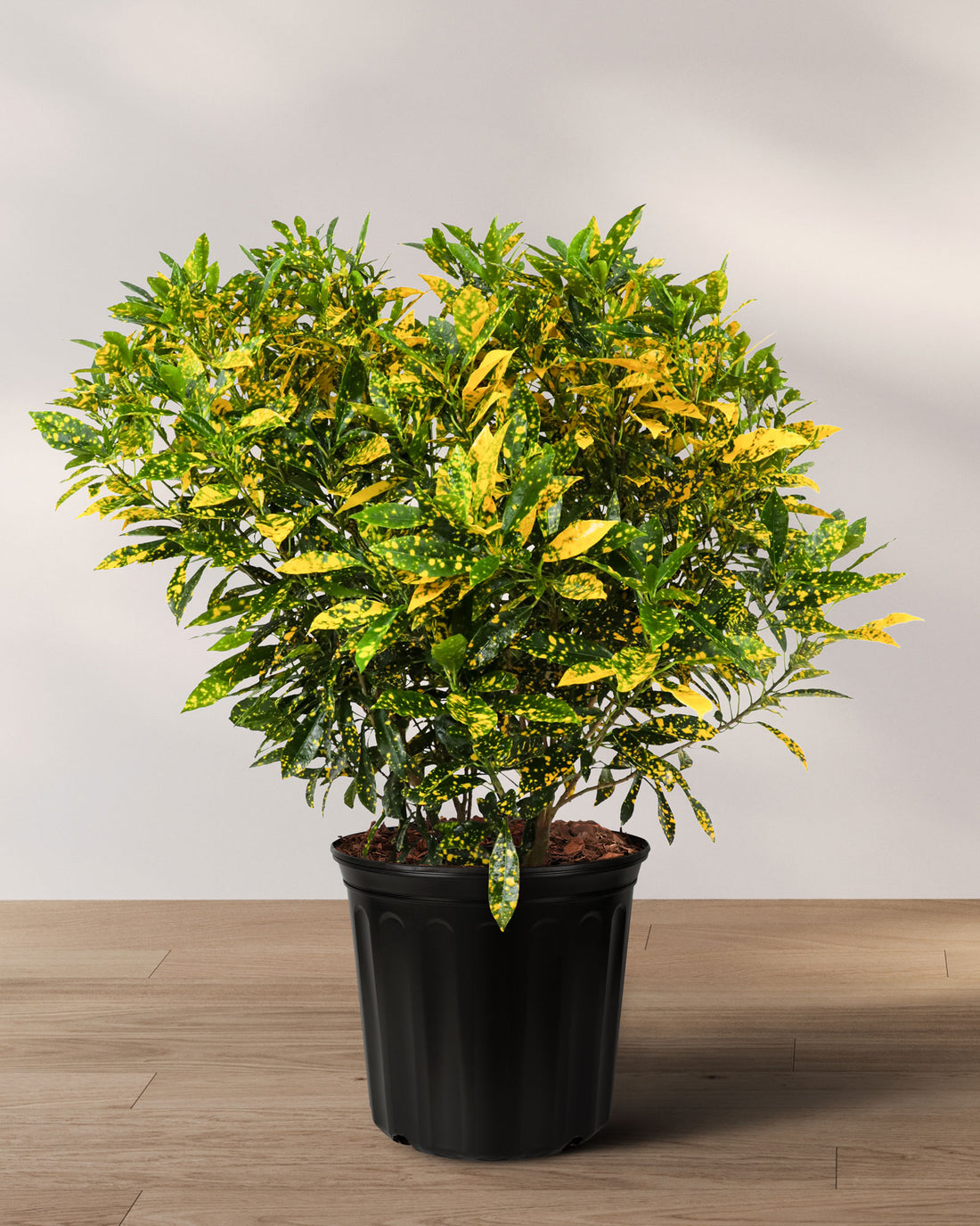 Croton Gold Dust, Live Tropical Plant indoor or Outdoor