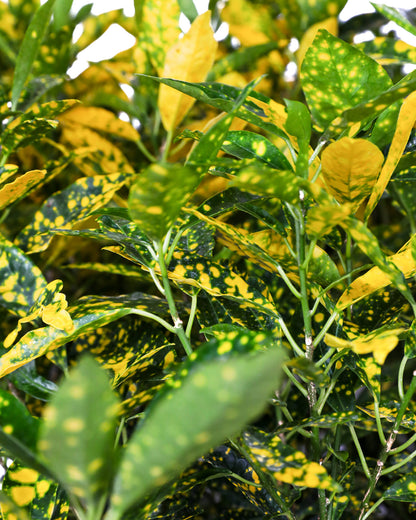 house plant shop croton 'gold dust Croton Gold Dust, Live Tropical Plant indoor or Outdoor